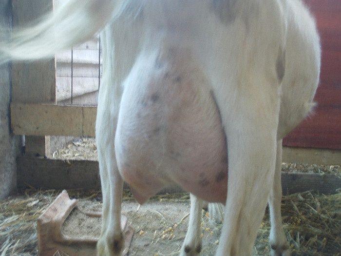 Țap Nobil German