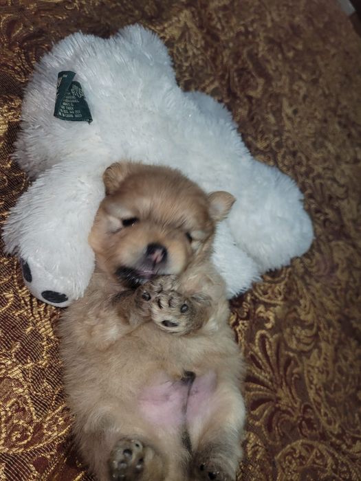 Померанский шпиц