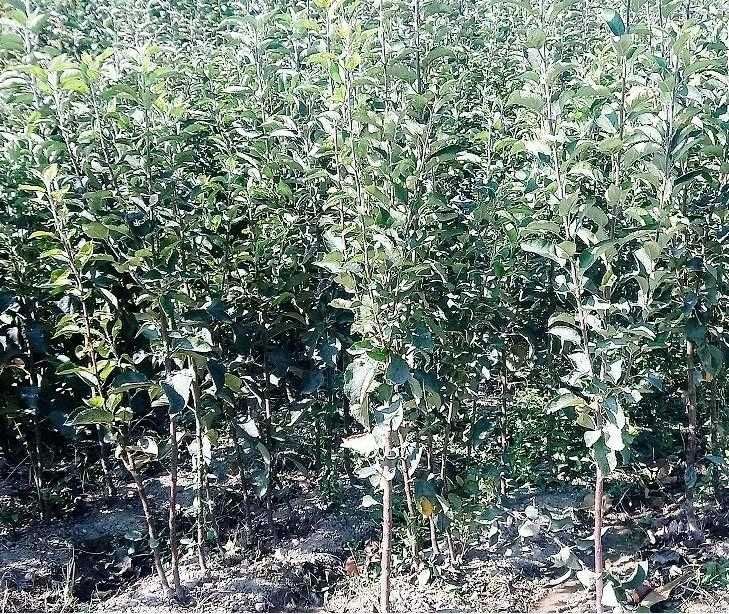 Ассортимент Олма кучатлари