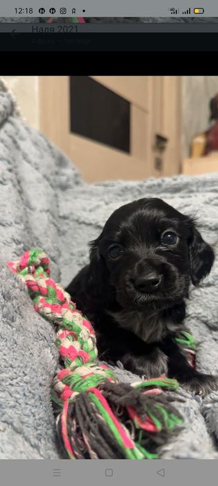 Щенки спаниеля Бронирование