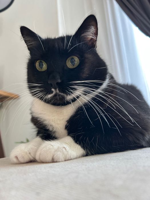 Cat sitter. - vizite la domiciliu