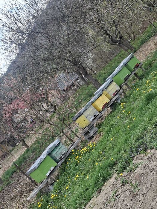 Vând 10 familii de albine