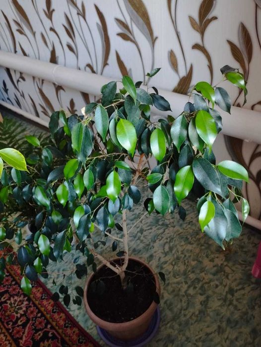 Продам комнатные цветы