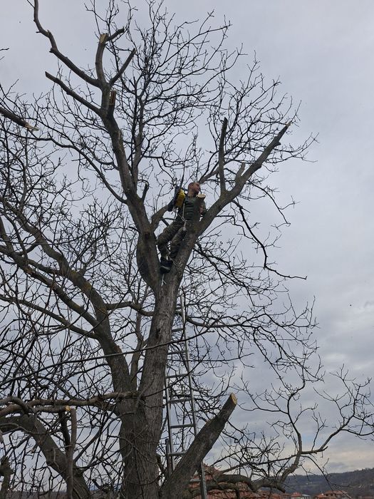 РЯЗАНЕ НА ВИСОКИ И ОПАСНИ ДЪРВЕТА 
Ако имате дърво близо до къща или к