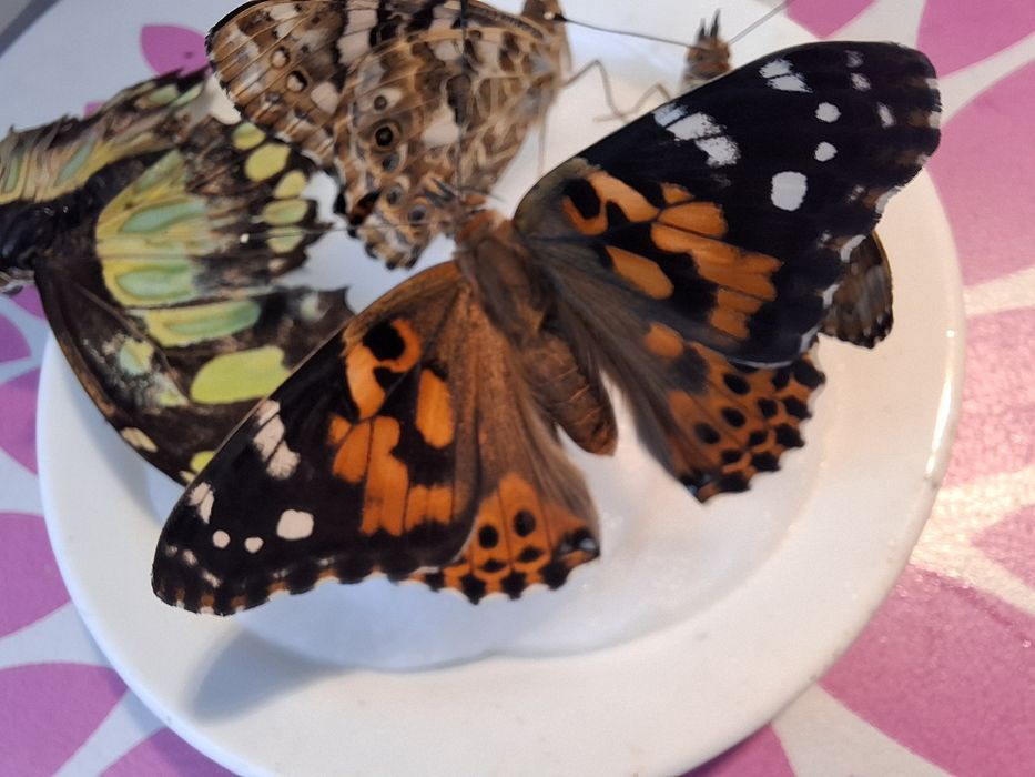 Ouă de fluturi (Vanessa cardui / Painted Lady)