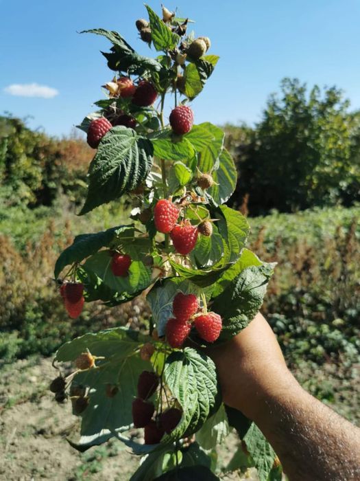 Ягоди и Малини Продавам