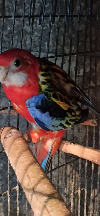 Розелла  гранатовая