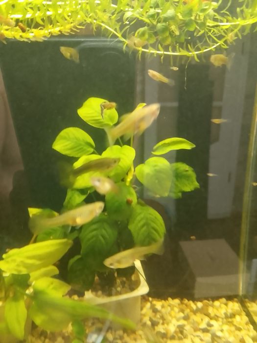 Продам аквариумные рыбки гуппи простые.