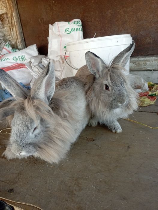 Продаю кроликов  недорого