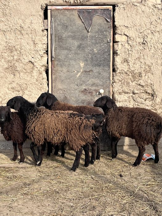 Семіз Тоқты сатылады