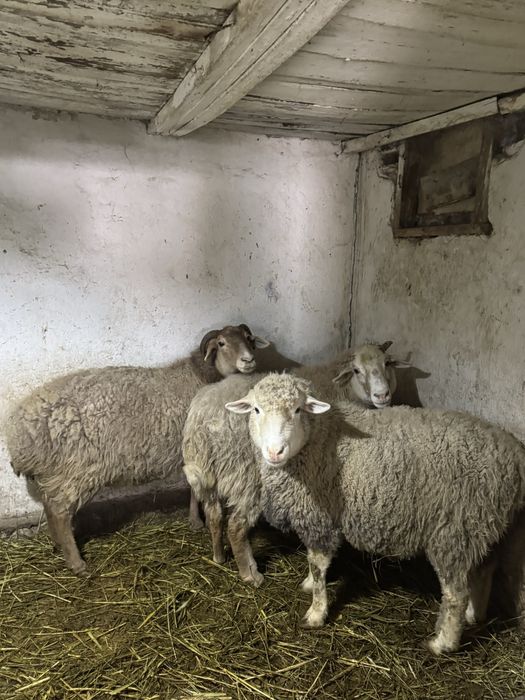 Матки жирных молодые