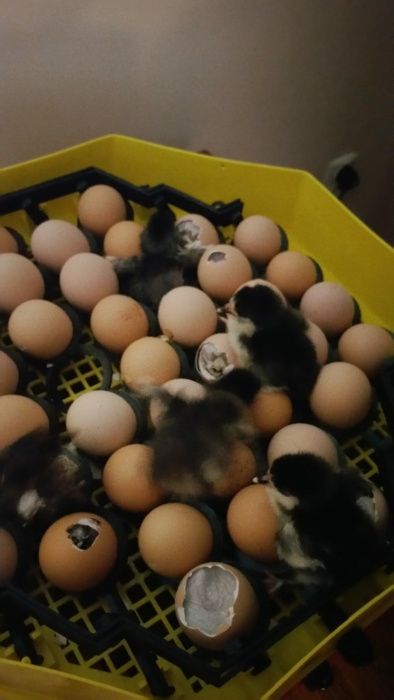 Oua incubat araucana si australorp