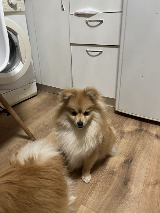 Щенок шпиц девочка