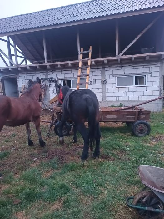 Cai de vânzare..