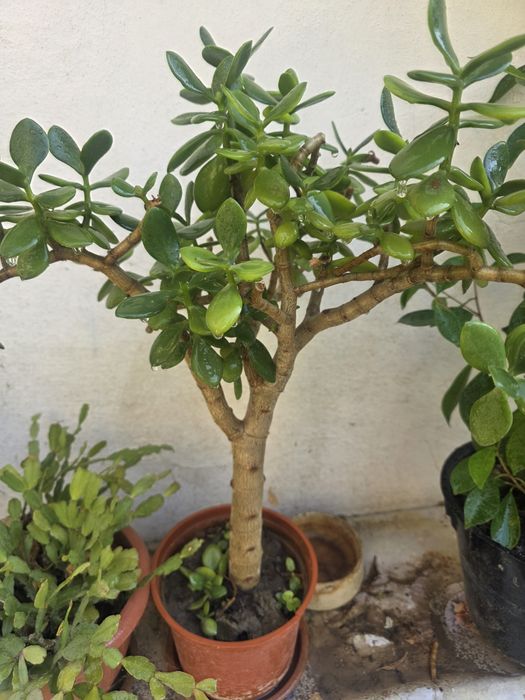 Цветы домашние для офиса, школы, садика.