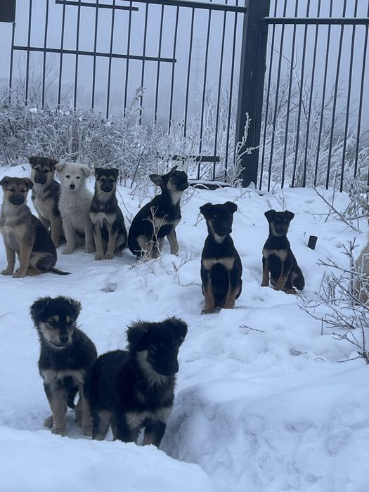 Отдам щенят в добрые руки