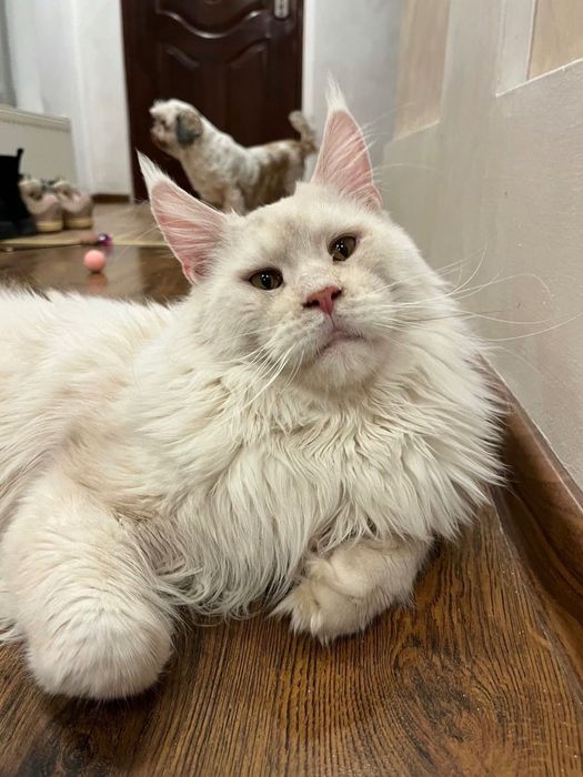 Baietel Maine Coon PEDIGREE Felisa