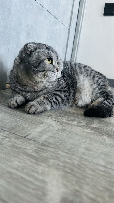 Отдам кота в добрые руки