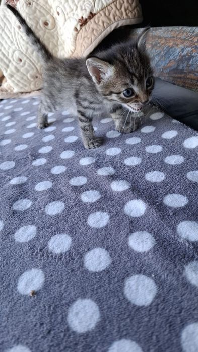 Отдам котёнка , 2 месяца.