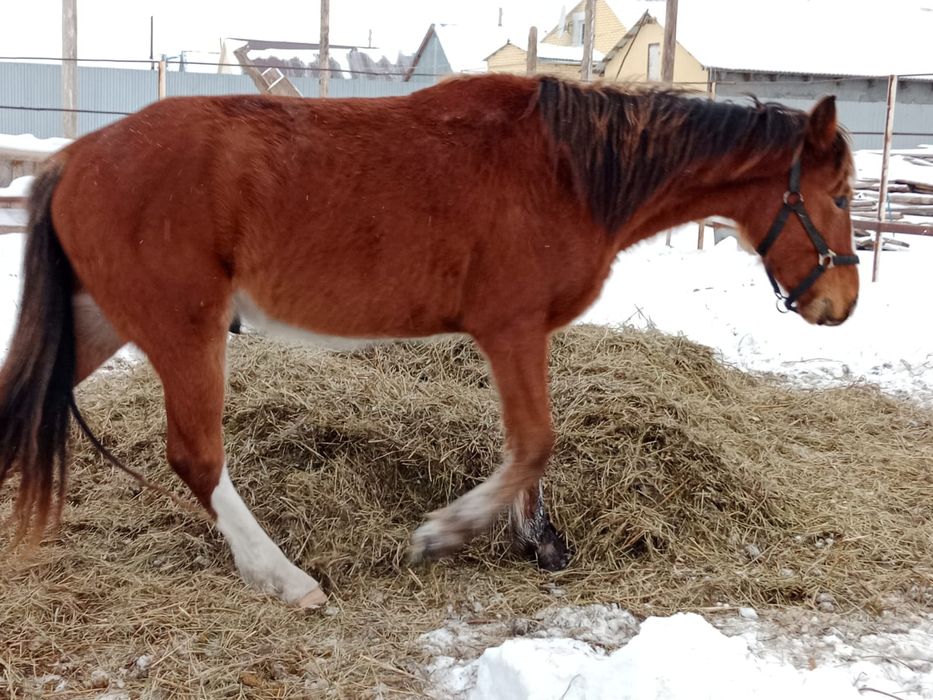 Продаётся жеребец