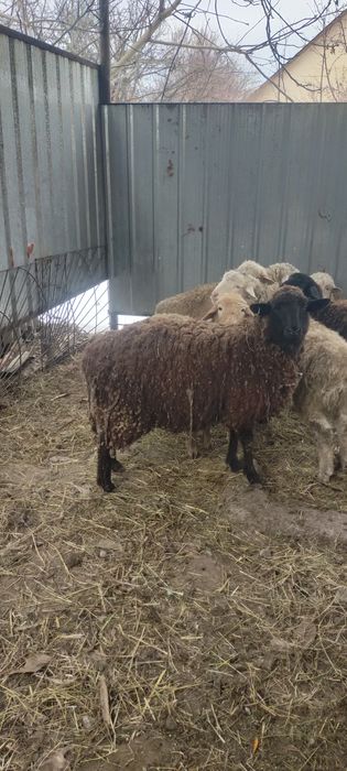 Продам жирных баран откорм