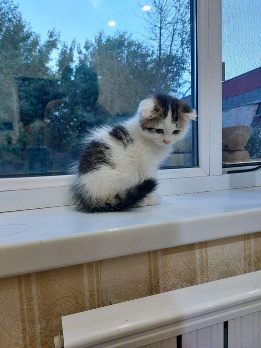 Продается кошечка