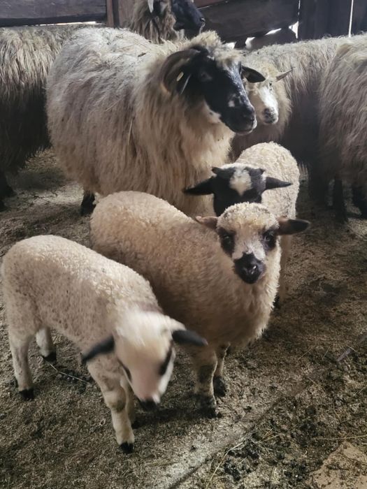 Oi de vanzare din suceava