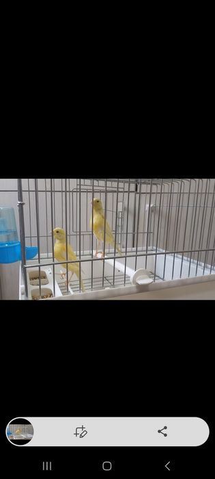 Канарйека смотилади