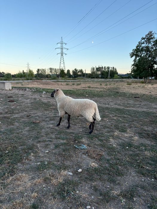 Vând berbec suffolk  în vârstă de 2 ani