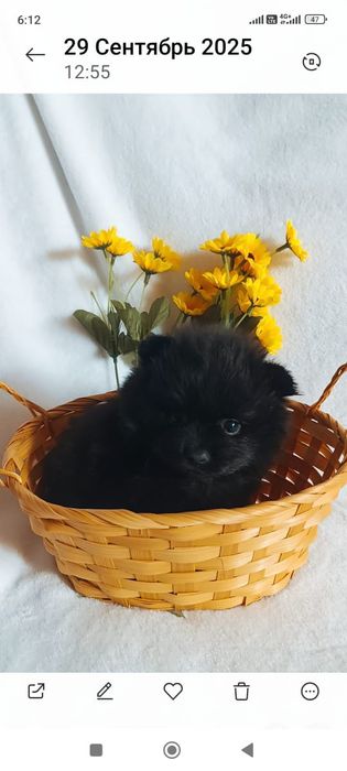 Девочка и мальчик шпиц
