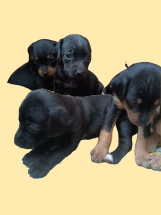 Продам щенят Той-терьера