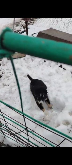 Девочка в добрые руки