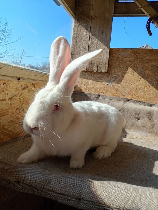 Uriaș German mascul