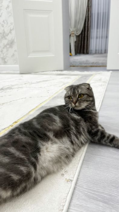 Наша Лили ищет прямоухого кота для вязки!