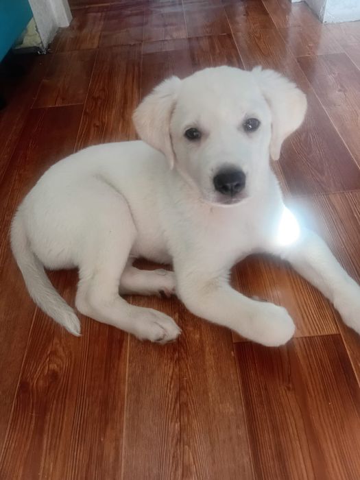 Срочно!!!Малыш ищет дом.