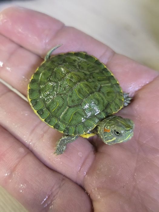 Красноухие черепахи