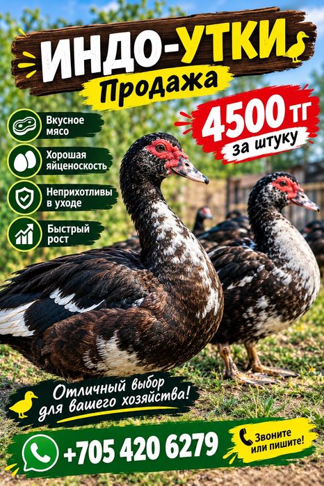 Индо_Утки большие