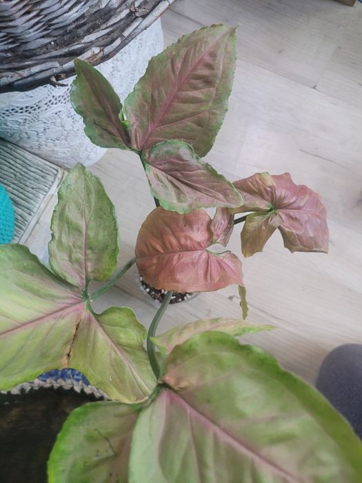 Сингониум проддам