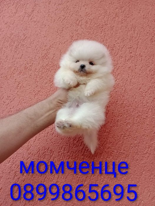 Мини момиченце и момченце. Померани. Реални снимки!