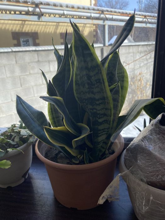 Сансерверие  долоровое дерево