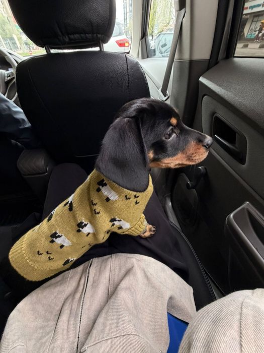 Продам таксу щенок 5 мес