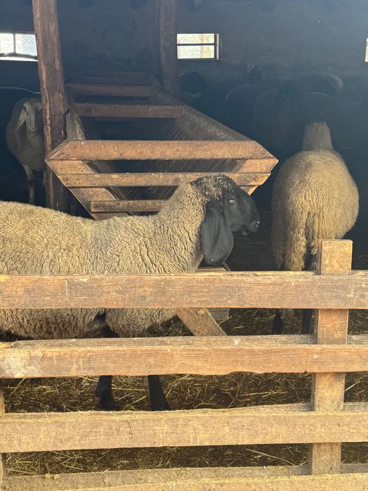 Berbec carabas bulgăresc