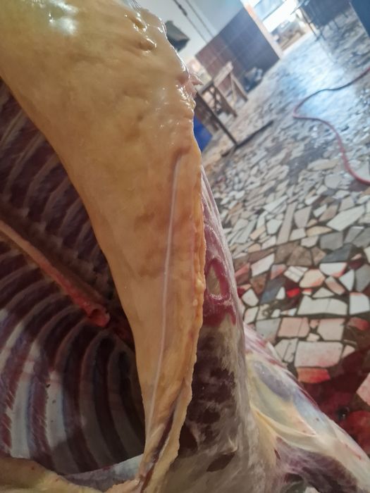 Семіз байтал сатылады