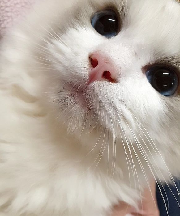 Ragdoll cu acte de origine rasă pură