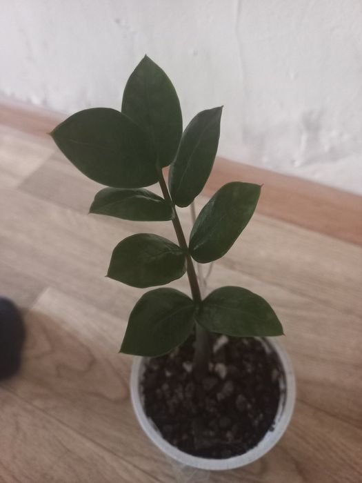 Продам Долларовое дерево (маленькое)