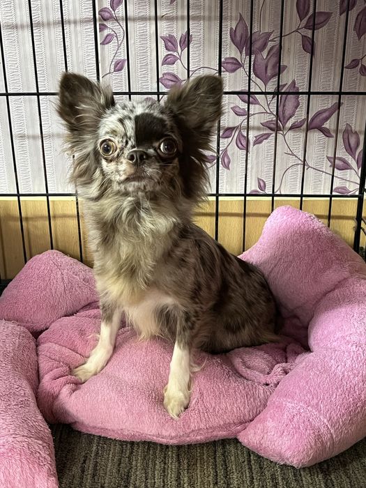 Щенки чихуахуа (чишки,щенята,щенков,чихуашки)