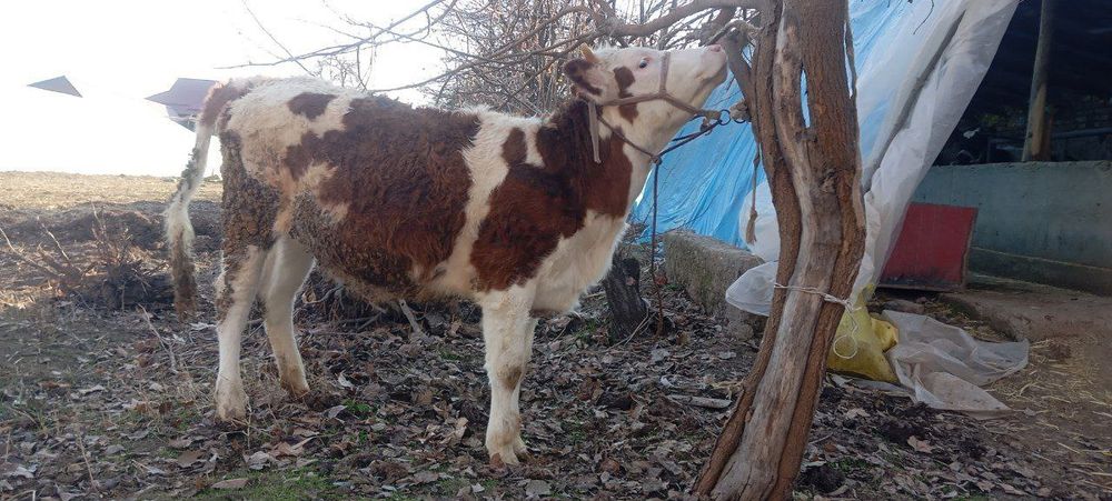 Ангус ва симинтал Хуккиз  ва гулонжинлар сотилади