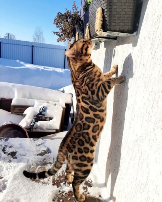 Крупный Бенгальский кот для вязки