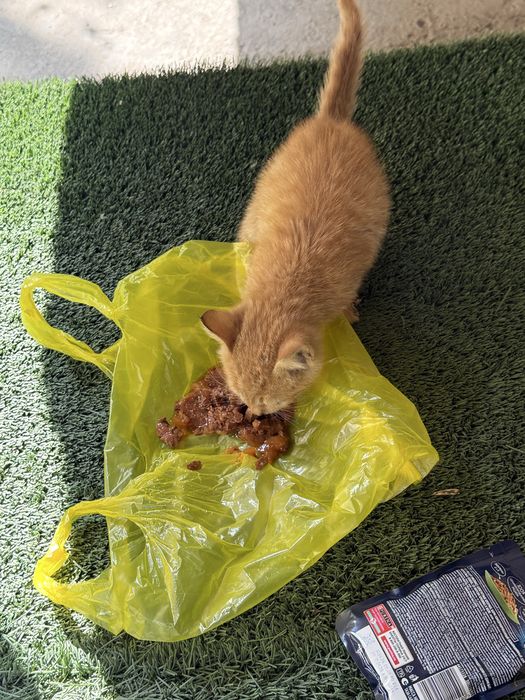 Отдам даром рыжего котенка
