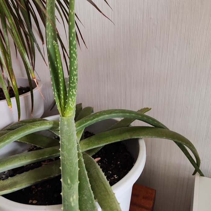 Продам комнатные цветы не дорого,